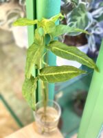 Zdjęcie rośliny Syngonium Angustatum 4, ujęcie 1