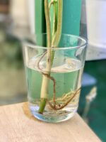 Zdjęcie rośliny Syngonium Angustatum 4, ujęcie 2