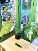Zdjęcie rośliny Monstera Variegata Sadzonka Szczytowa 2, ujęcie 1