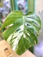 Zdjęcie rośliny Monstera Variegata Sadzonka Szczytowa 2, ujęcie 2