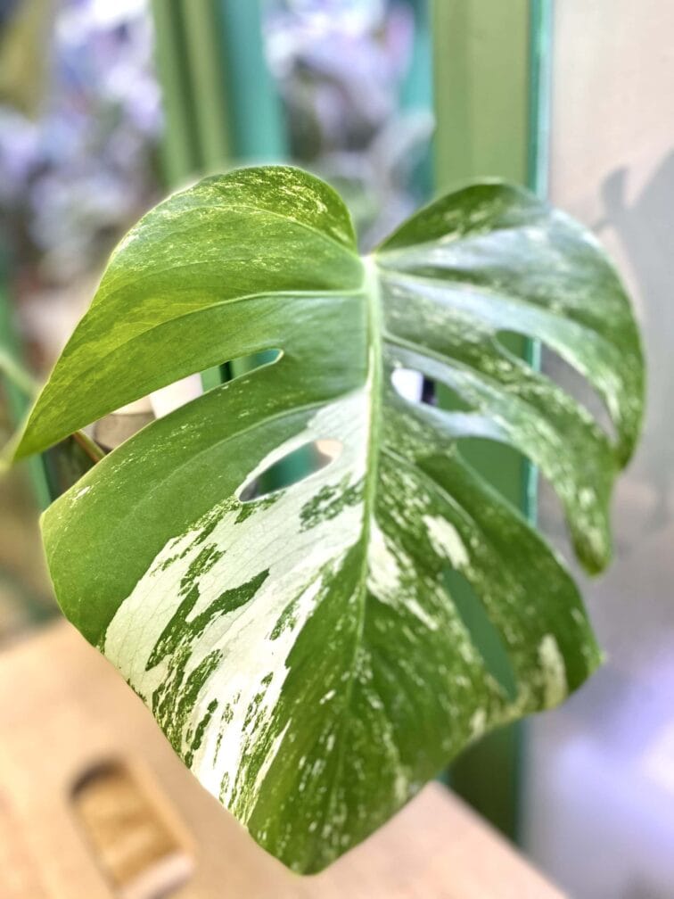 Zdjęcie rośliny Monstera Variegata Sadzonka Szczytowa 2, ujęcie 2