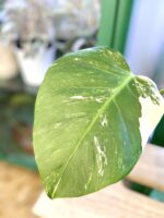 Zdjęcie rośliny Monstera Variegata Sadzonka Szczytowa 2, ujęcie 3