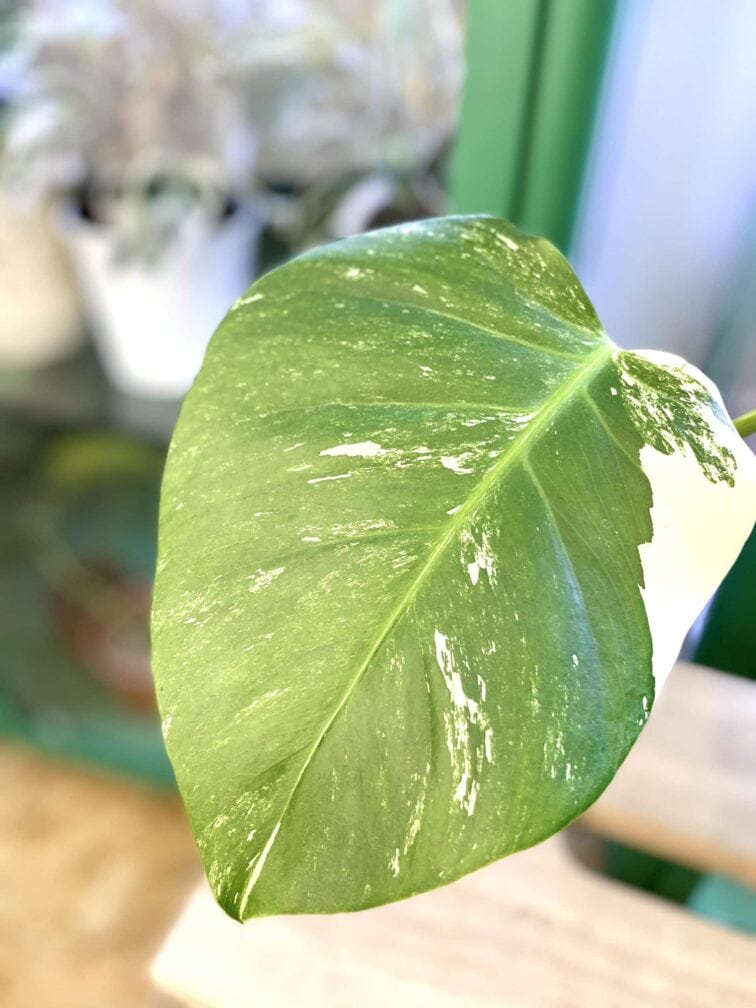 Zdjęcie rośliny Monstera Variegata Sadzonka Szczytowa 2, ujęcie 3