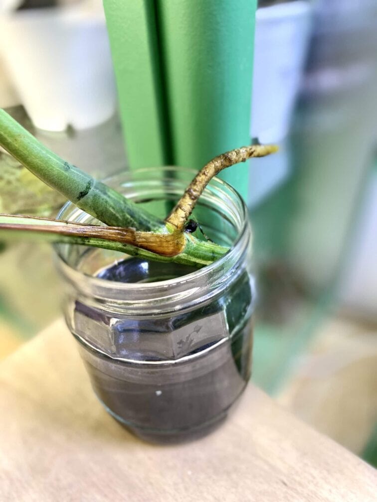 Zdjęcie rośliny Monstera Variegata Sadzonka Szczytowa 2, ujęcie 4