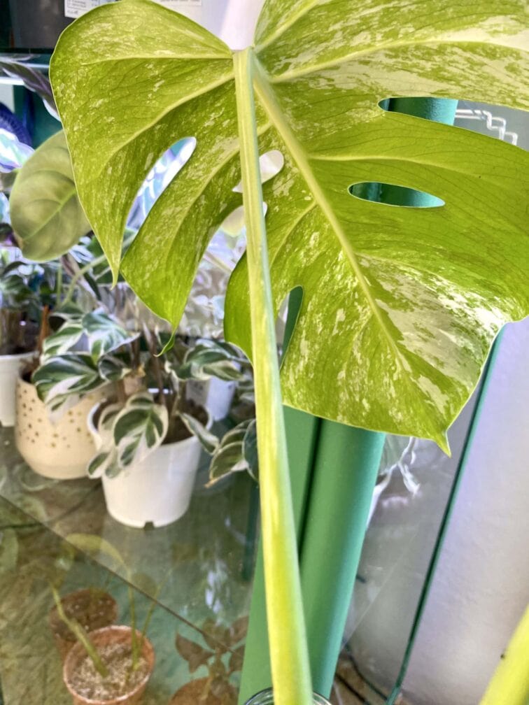 Zdjęcie rośliny Monstera Variegata Sadzonka Szczytowa 2, ujęcie 5