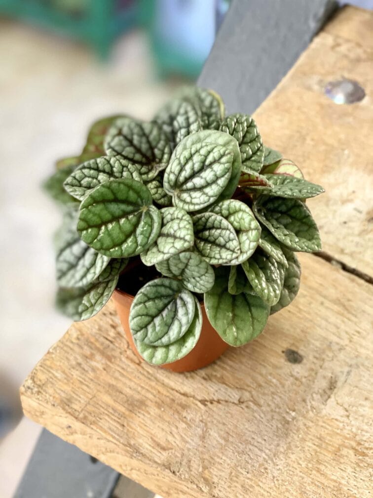 Zdjęcie rośliny Peperomia caperata Luna Grey, ujęcie 1