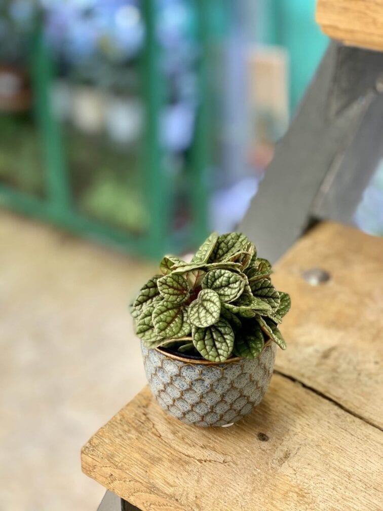 Zdjęcie rośliny Peperomia caperata Luna Grey, ujęcie 2