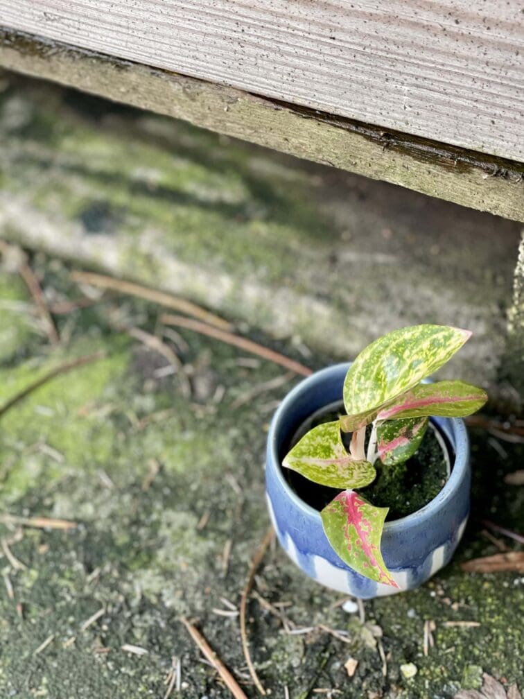 aglaonema-red-ruby_6x10-1_1613828355.jpg Zdjęcie rośliny Aglaonema Red Ruby, ujęcie 1
