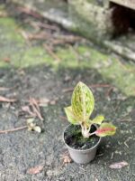 Zdjęcie rośliny Aglaonema Red Ruby, ujęcie 2