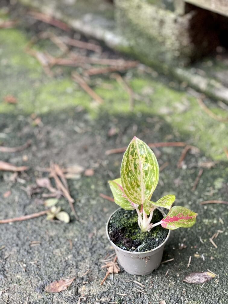 Zdjęcie rośliny Aglaonema Red Ruby, ujęcie 2