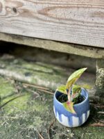 Zdjęcie rośliny Aglaonema Red Ruby, ujęcie 3