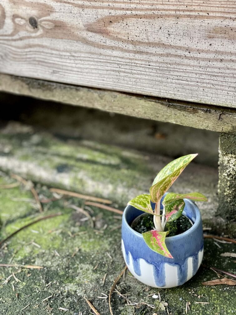 Zdjęcie rośliny Aglaonema Red Ruby, ujęcie 3