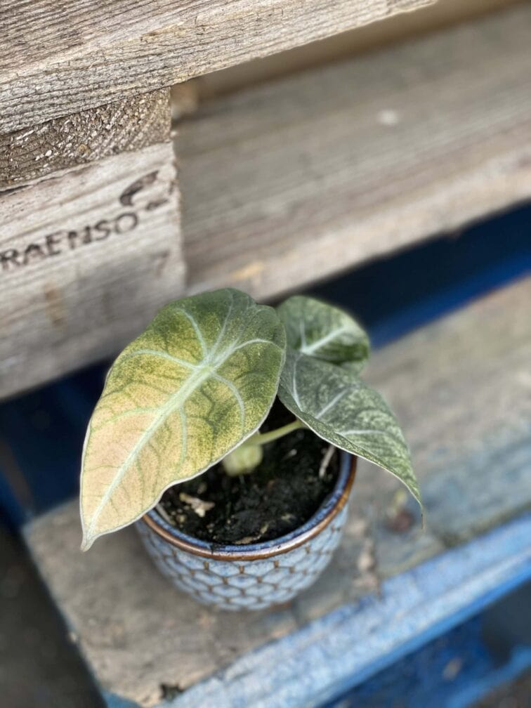 Zdjęcie rośliny Alocasia Black Velvet Variegata, ujęcie 1
