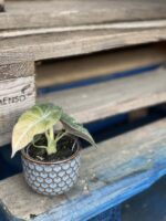 Zdjęcie rośliny Alocasia Black Velvet Variegata, ujęcie 2