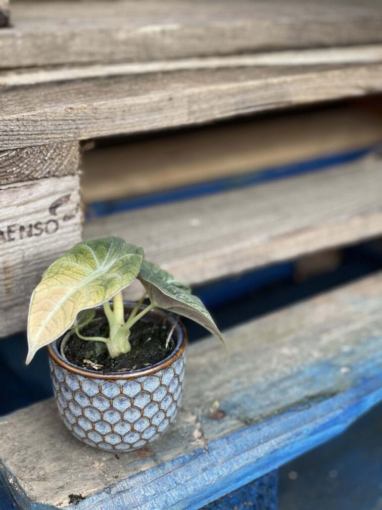 Zdjęcie rośliny Alocasia Black Velvet Variegata, ujęcie 2