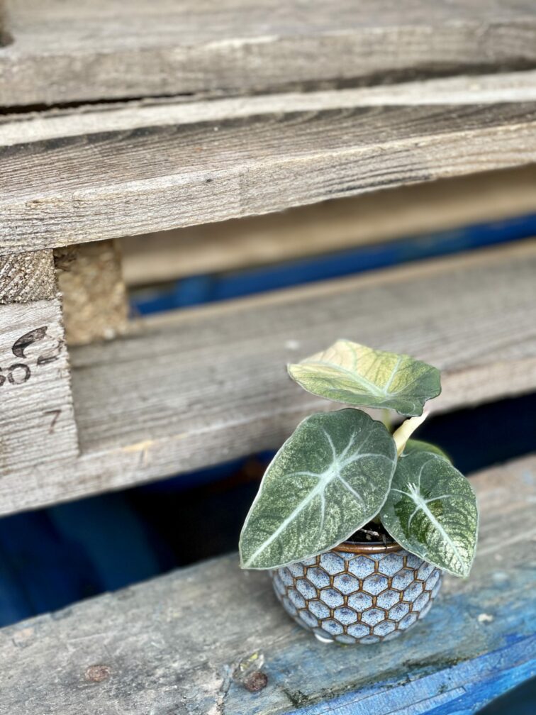 Zdjęcie rośliny Alocasia Black Velvet Variegata, ujęcie 3