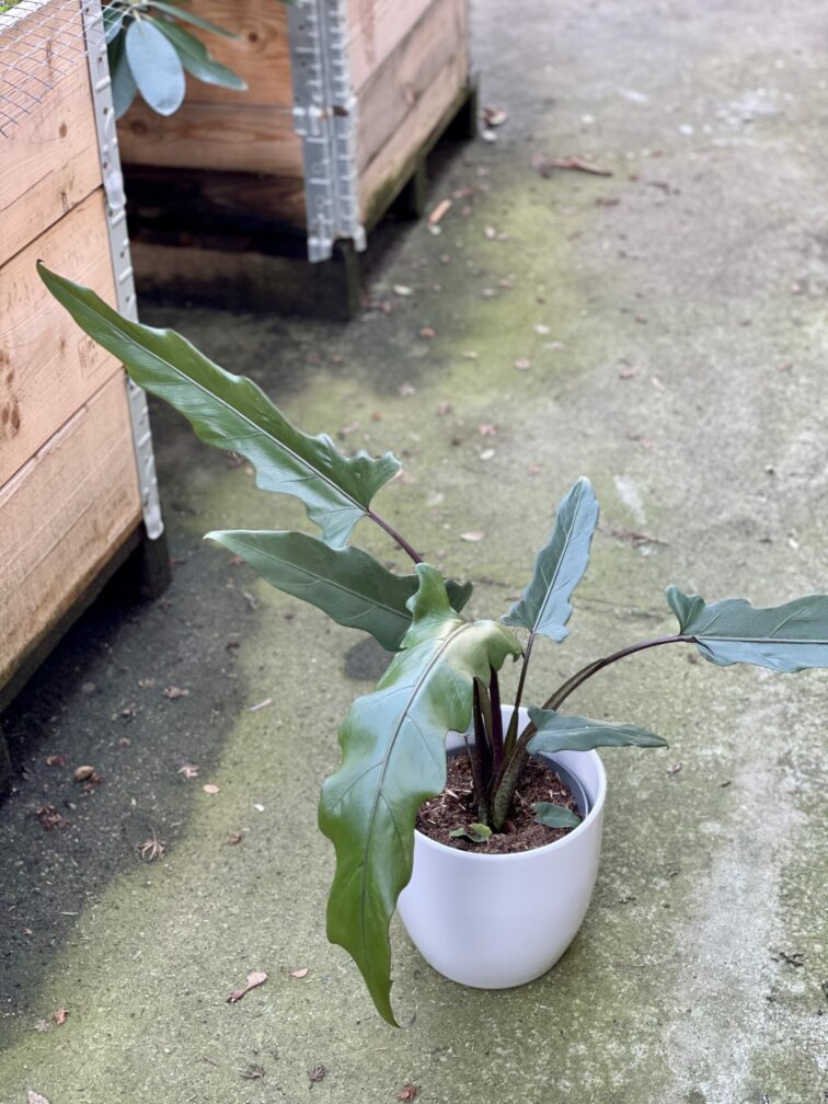 Zdjęcie rośliny Alocasia Lauterbachiana, ujęcie 1