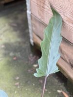 Zdjęcie rośliny Alocasia Lauterbachiana, ujęcie 2