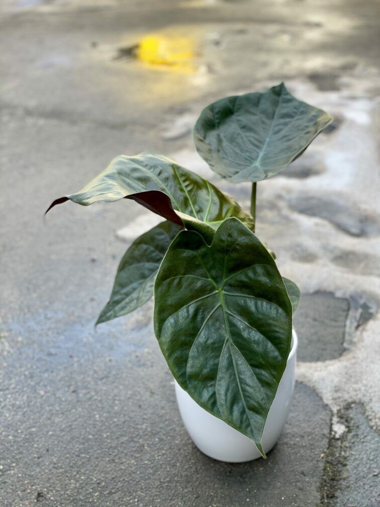 Zdjęcie rośliny Alocasia wentii, ujęcie 1