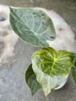 Zdjęcie rośliny Alocasia wentii, ujęcie 2