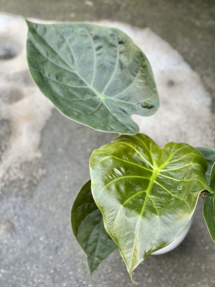 Zdjęcie rośliny Alocasia wentii, ujęcie 2