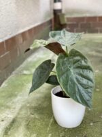 Zdjęcie rośliny Alocasia wentii, ujęcie 3