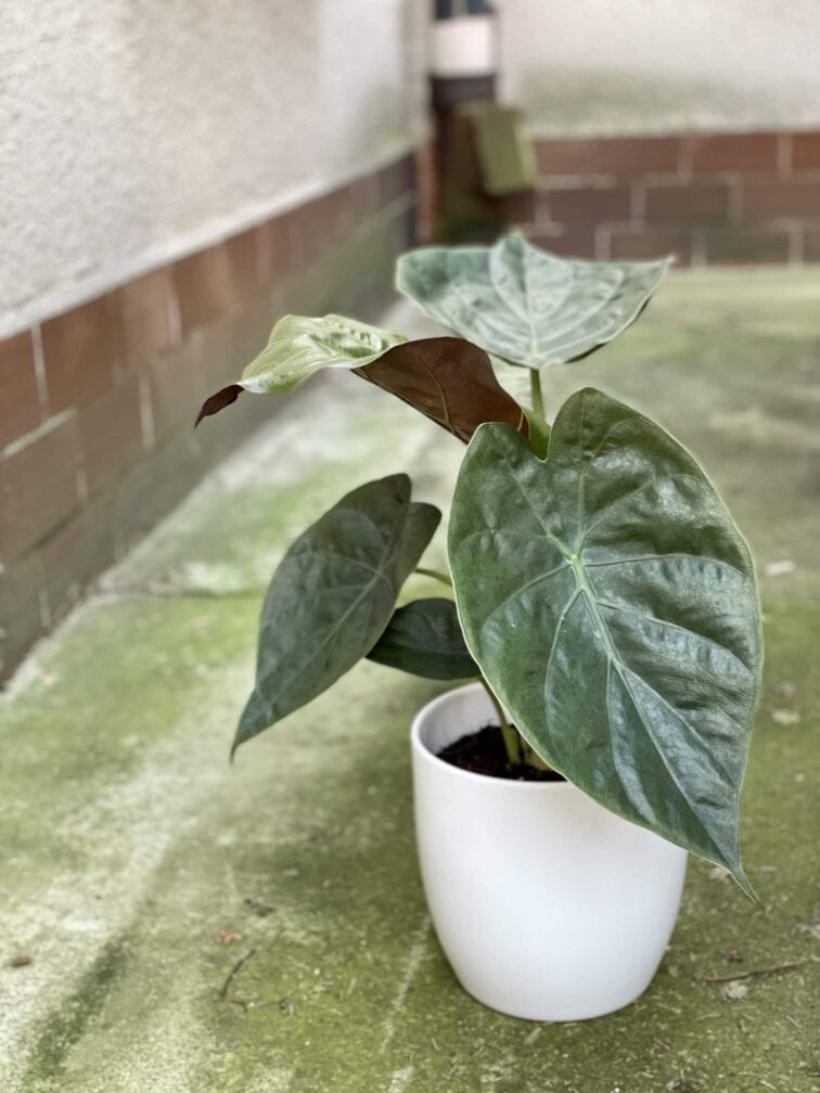 Zdjęcie rośliny Alocasia wentii, ujęcie 3