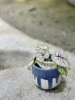 Zdjęcie rośliny Caladium Kelly, ujęcie 1