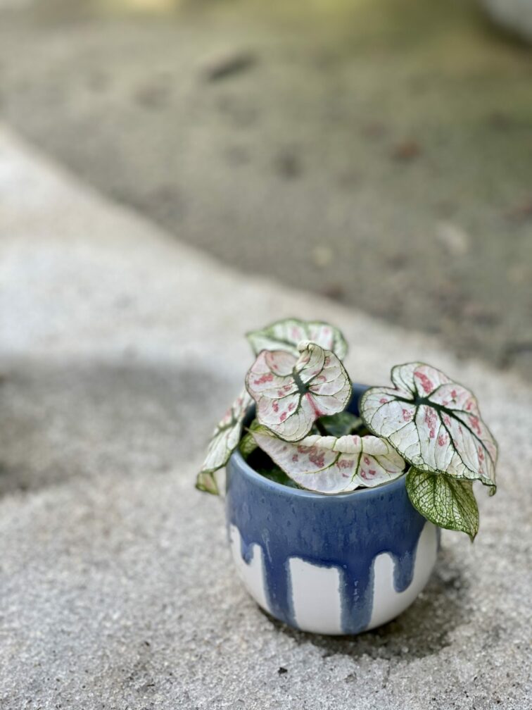 Zdjęcie rośliny Caladium Kelly, ujęcie 1