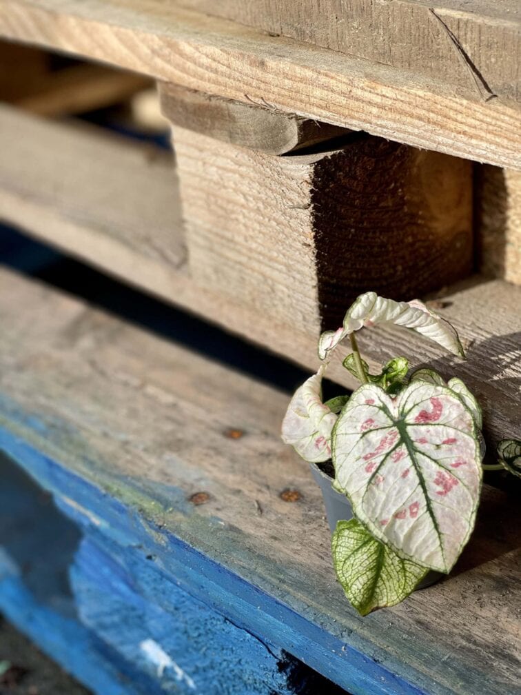 Zdjęcie rośliny Caladium Kelly, ujęcie 2
