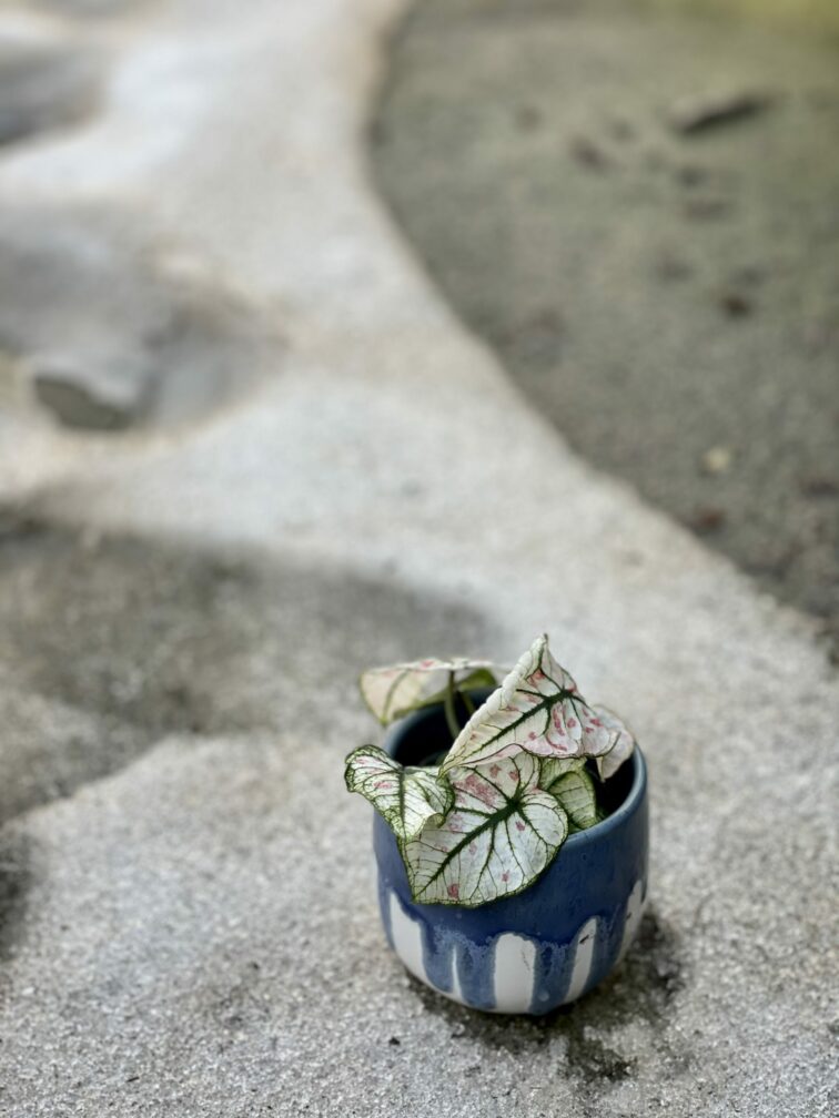 Zdjęcie rośliny Caladium Kelly, ujęcie 3