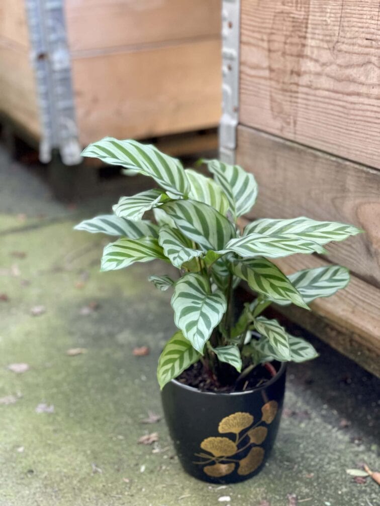 Zdjęcie rośliny Calathea Freddie, ujęcie 1