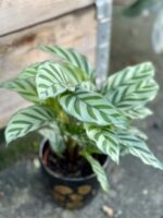 Zdjęcie rośliny Calathea Freddie, ujęcie 2