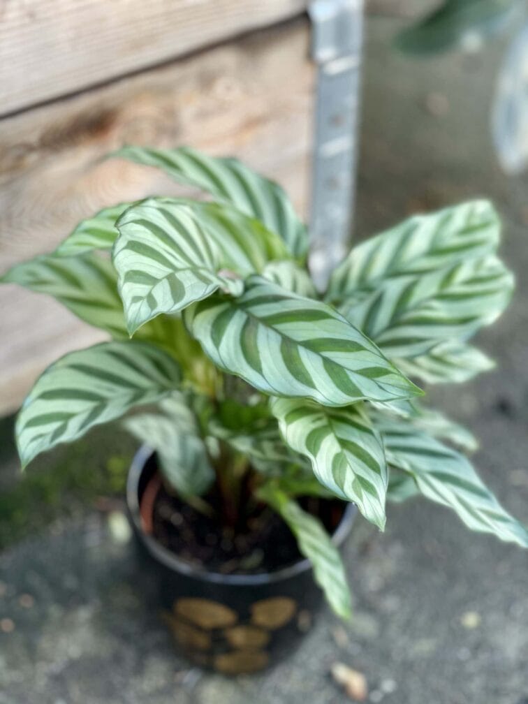 Zdjęcie rośliny Calathea Freddie, ujęcie 2