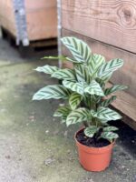 Zdjęcie rośliny Calathea Freddie, ujęcie 3
