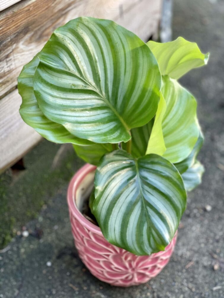 calathea-orbifolia_10x35-1_1613821454.jpg Zdjęcie rośliny Calathea Orbifolia, ujęcie 1