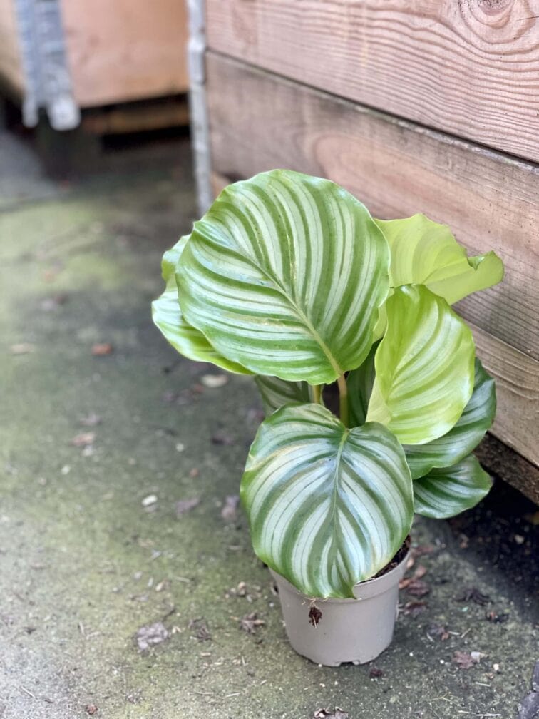 Zdjęcie rośliny Calathea Orbifolia, ujęcie 2