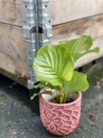 Zdjęcie rośliny Calathea Orbifolia, ujęcie 3