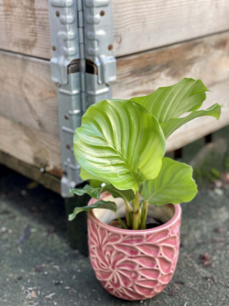 Zdjęcie rośliny Calathea Orbifolia, ujęcie 3