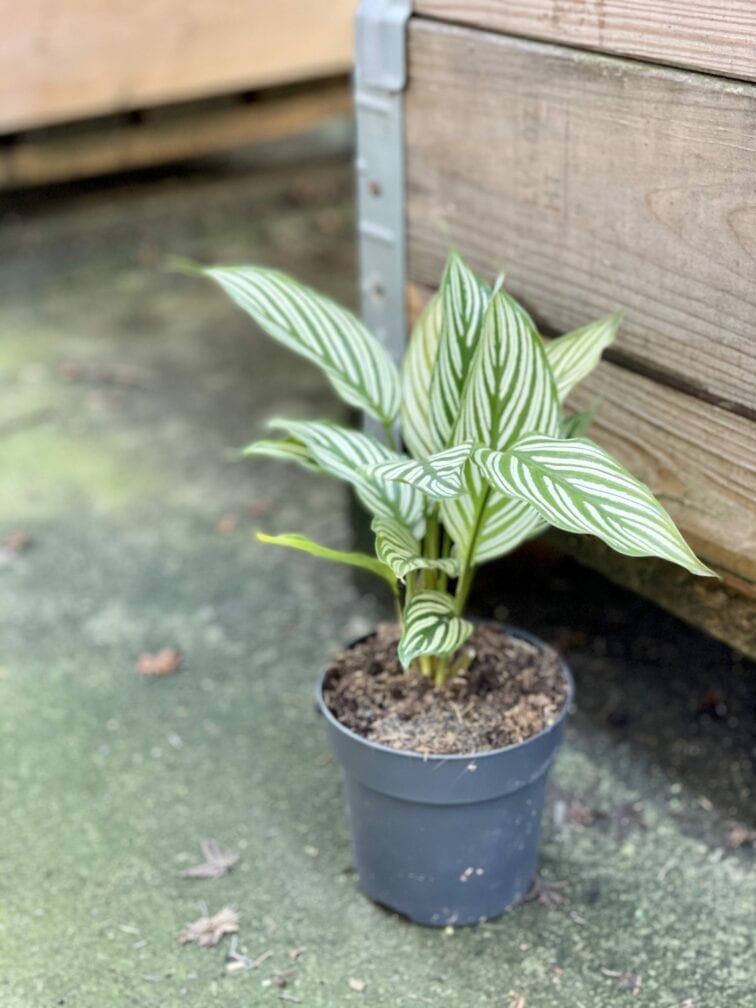 Zdjęcie rośliny Calathea Vittata, ujęcie 2