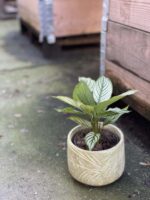 Zdjęcie rośliny Calathea Vittata, ujęcie 3