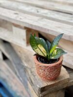 Zdjęcie rośliny Codiaeum Aicton, ujęcie 1