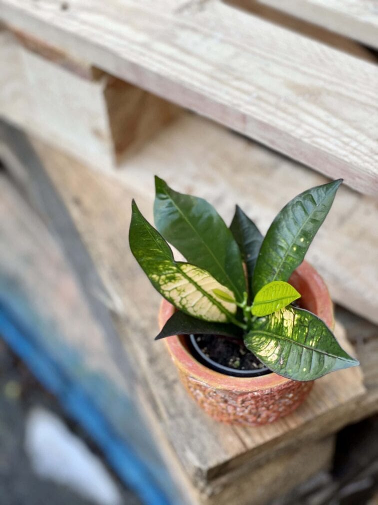 Zdjęcie rośliny Codiaeum Aicton, ujęcie 3