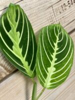 Zdjęcie rośliny Maranta Lemon Lime 1x18&nbsp;cm, ujęcie 1