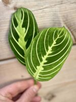 Zdjęcie rośliny Maranta Lemon Lime 1x18&nbsp;cm, ujęcie 2