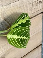 Zdjęcie rośliny Maranta Lemon Lime 1x18&nbsp;cm, ujęcie 3