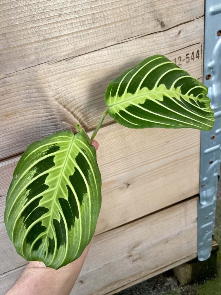 maranta-lemon-lime_1x20-1_1614329636.jpg Zdjęcie rośliny Maranta Lemon Lime 1x20 cm, ujęcie 1