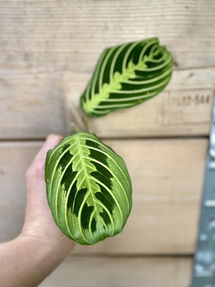 Zdjęcie rośliny Maranta Lemon Lime 1x20&nbsp;cm, ujęcie 2