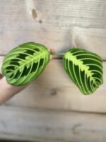 Zdjęcie rośliny Maranta Lemon Lime 1x20&nbsp;cm, ujęcie 3