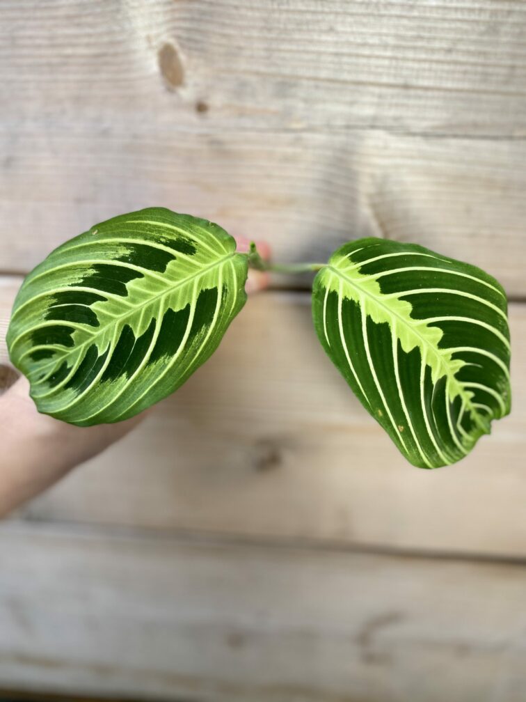 Zdjęcie rośliny Maranta Lemon Lime 1x20&nbsp;cm, ujęcie 3